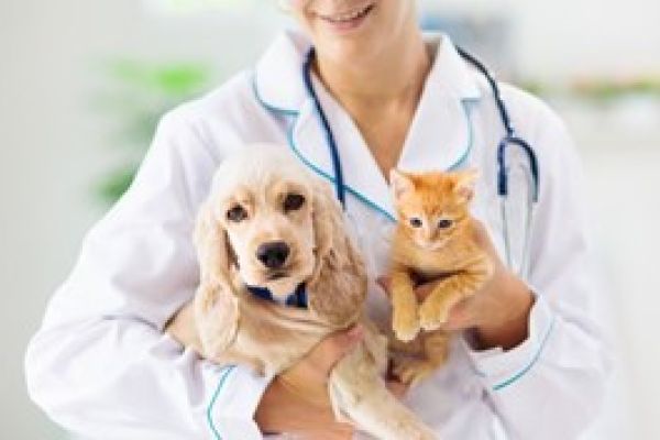 Doktor Haiwan: Panduan Lengkap Belajar dan Kerjaya di Indonesia